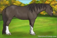 Horse Color:Smoky Black 