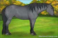 Horse Color:Grullo Chinchilla 
