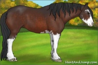 Horse Color:Brown Sabino 