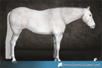 Horse Color:Platinum White Spotted Chocolate Palomino Roan Rabicano 
