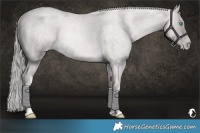 Horse Color:Platinum Chocolate Palomino Roan Pearl Varnish Rabicano 