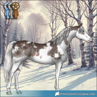 Horse Color:Liver Chestnut Mushroom Sabino Splash 