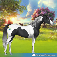 Horse Color:Black Tobiano 