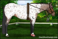 Horse Color:Bay Roan Near Leopard Rabicano 