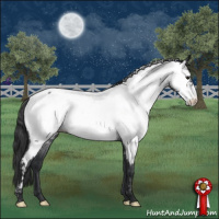 Horse Color:Blue Roan Appaloosa 