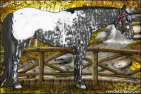Horse Color:White Spotted Black Appaloosa Rabicano  and Blue Roan Appaloosa Rabicano 