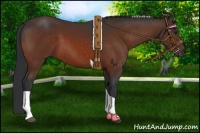 Horse Color:Brown Tobiano