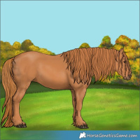 Horse Color:Chestnut 