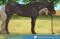 Horse Color:Liver Chestnut Rabicano 