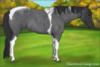Horse Color:Blue Roan Tobiano 