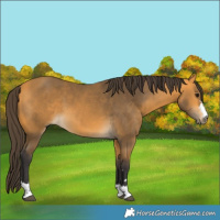 Horse Color:Buckskin 