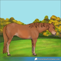 Horse Color:Chestnut 