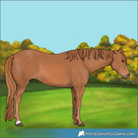 Horse Color:Chestnut 