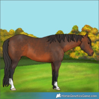Horse Color:Brown 