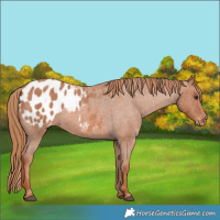 Horse Color:Red Roan Appaloosa 
