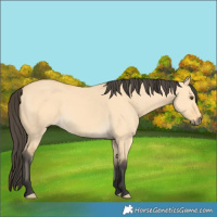 Horse Color:Buckskin Dun 