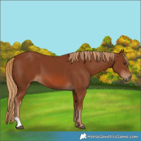 Horse Color:Chestnut 