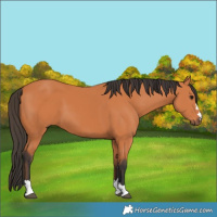 Horse Color:Bay 