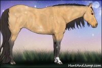 Horse Color:Buckskin Roan 