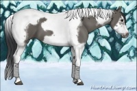 Horse Color:Grullo Splash Tobiano Frame