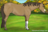 Horse Color:Buckskin 