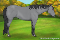 Horse Color:Bay Chinchilla
