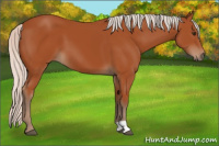Horse Color:Silver Bay 