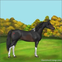 Horse Color:Brown Tobiano
