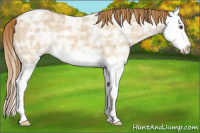 Horse Color:Red Dun Ice Splash 