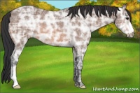 Horse Color:Bay Ice