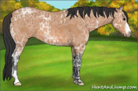 Horse Color:Bay Ice 
