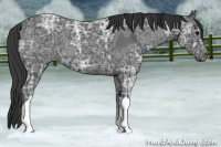 Horse Color:Blue Ice Roan 