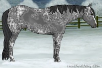 Horse Color:Black Ice 