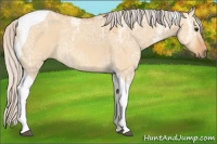 Horse Color:Silver Bay Ice Dun Tobiano 