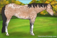 Horse Color:Bay Ice Roan