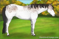 Horse Color:White Spotted Bay Ice Tobiano 
