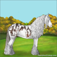 Horse Color:Bay Sabino Splash Appaloosa  and Bay Splash Appaloosa 