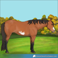 Horse Color:Bay Frame 