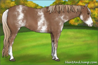 Horse Color:White Spotted Chestnut 