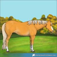 Horse Color:Palomino 
