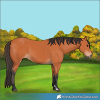 Horse Color:Bay 