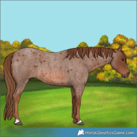 Horse Color:Red Roan 