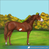 Horse Color:Chestnut Frame 
