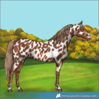 Horse Color:Chestnut Appaloosa 