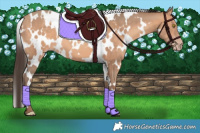 Horse Color:White Spotted Amber Champagne 