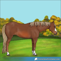 Horse Color:Chestnut 