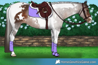 Horse Color:White Spotted Liver Chestnut Tobiano 