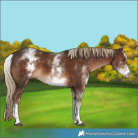 Horse Color:White Spotted Liver Chestnut 
