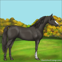 Horse Color:Smoky Black 