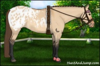 Horse Color:Bay Dun Appaloosa 